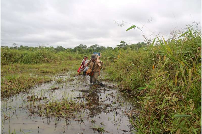 Amazon farmers discovered the secret of domesticating wild rice 4,000 years ago