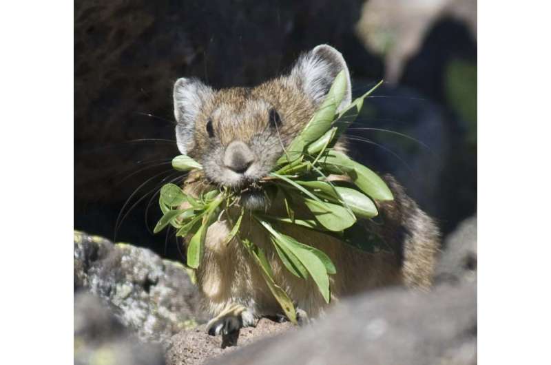 American pika disappears from large area of California's Sierra Nevada mountains
