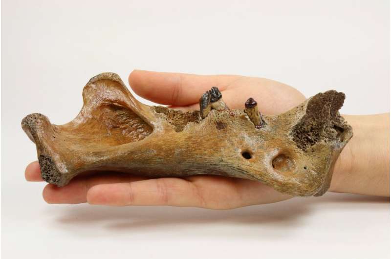 Ancient DNA offers new view on saber-toothed cats' past