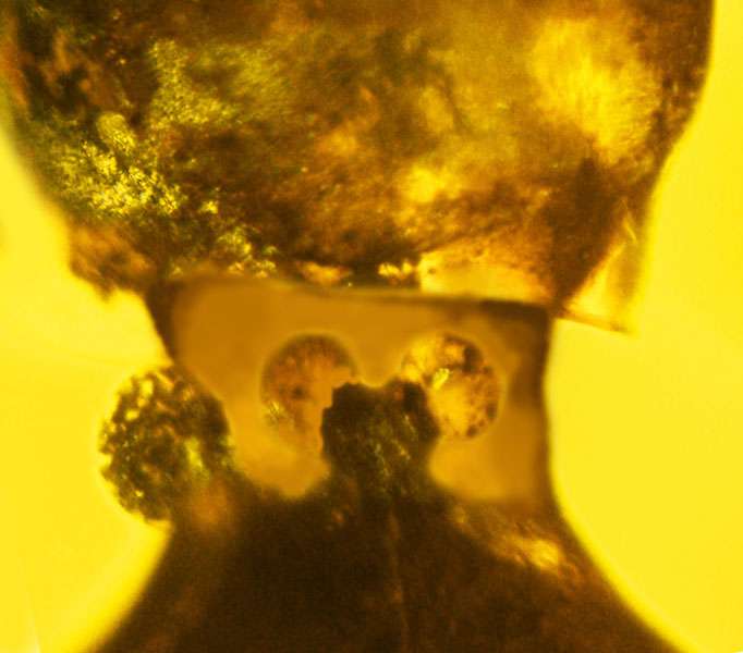 Ancient, scary and alien-looking specimen forms a rarity in the insect world -- a new order