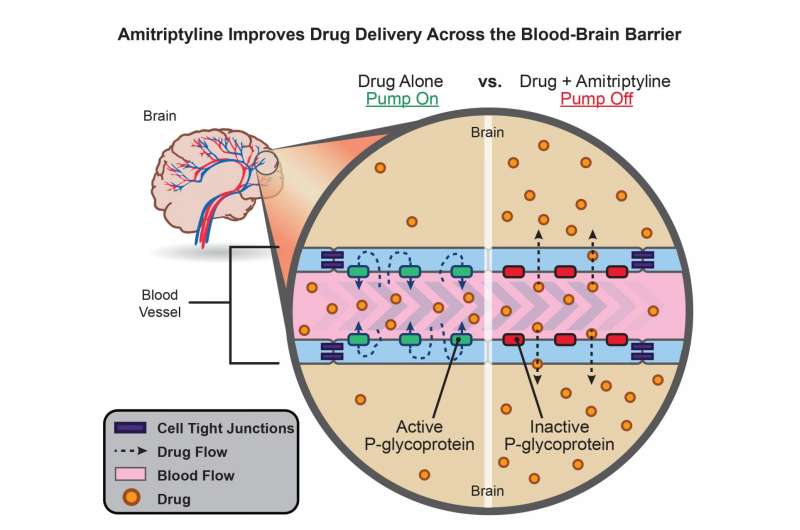 Antidepressant may enhance drug delivery to the brain