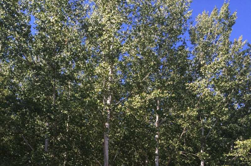 Are petite poplars the future of biofuels? Studies say yes