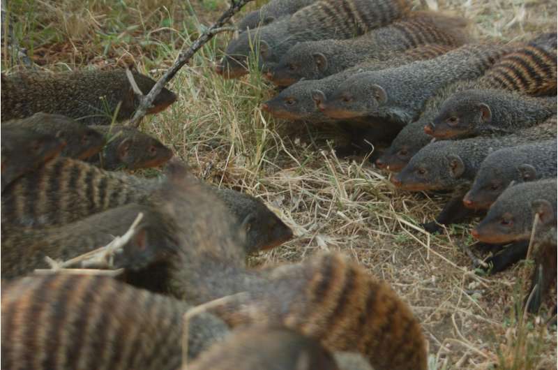 Banded mongooses go to war over sex and territory