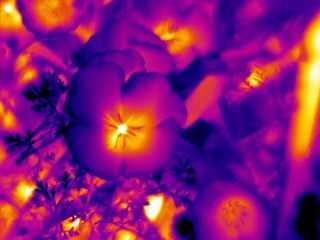 Bees use invisible heat patterns to choose flowers