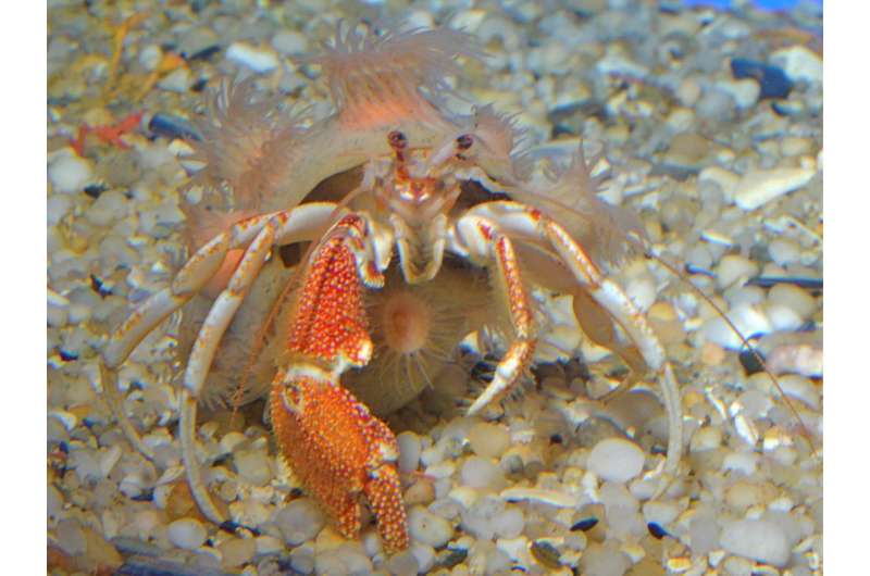 Behind Green Eyes: New Species of deep-water hermit crab finds itself unusual shelters