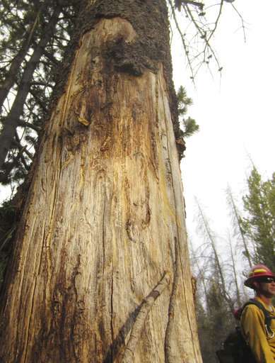 Billions of dead trees force US fire crews to shift tactics