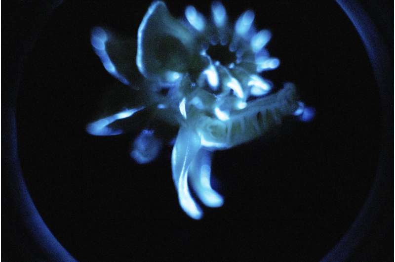 Bioluminescent worm found to have iron superpowers