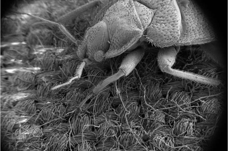 Biopesticide could defeat insecticide resistance in bedbugs