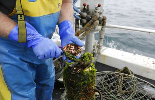 California crabbers use GPS to find whale-killing gear