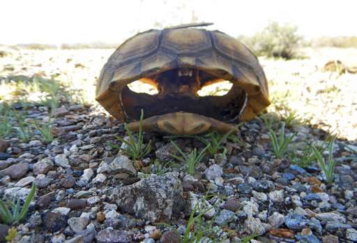 California tortoises died trying to reproduce during drought