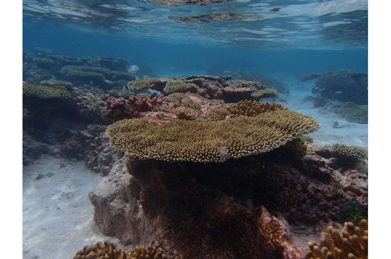 Can corals adapt to climate change?