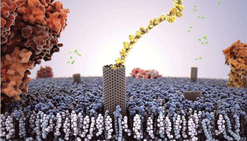 Carbon nanotubes mimic biology