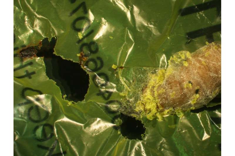 Caterpillar found to eat shopping bags, suggesting biodegradable solution to plastic pollution