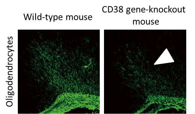 CD38 gene is identified to be important in postnatal development of the cerebral cortex