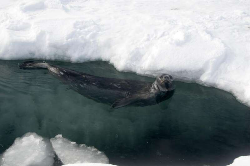 Century-old seal pelts reveal changes in Ross Sea ecosystem