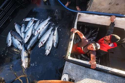 Collapse at salmon farm renews debate about fish farming