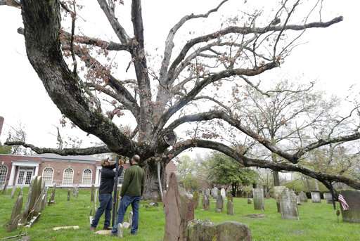 Community reluctantly bidding farewell to 600-year-old tree