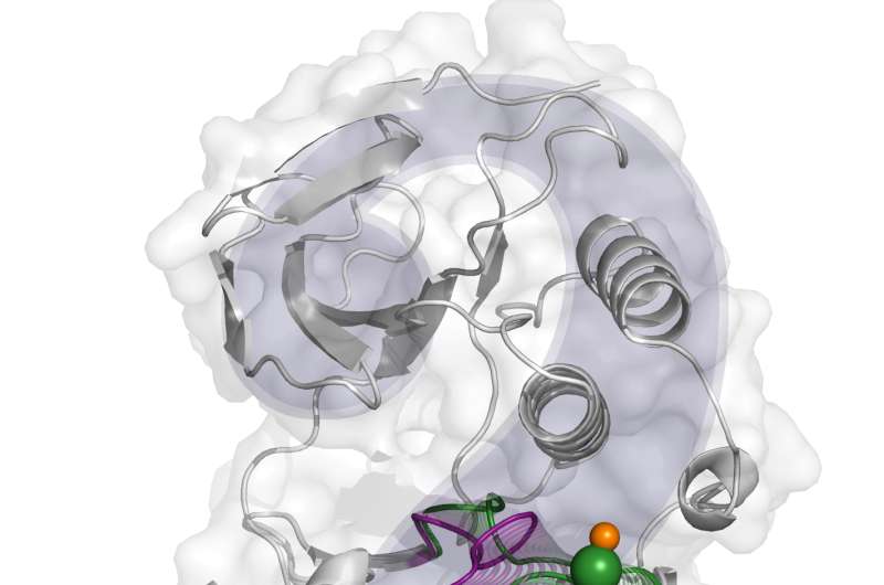 Computational research details the activation mechanism of p38&amp;#945;