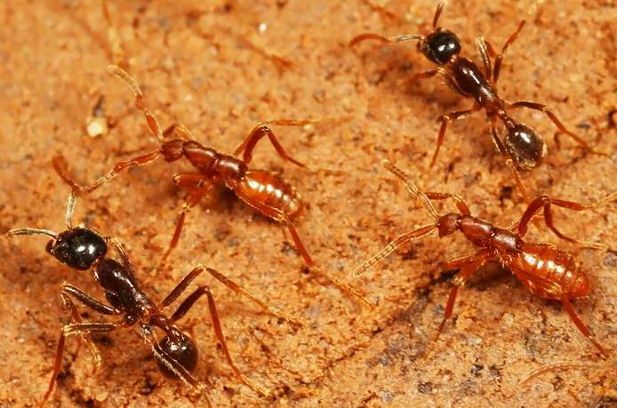 Convergent con artists: How rove beetles keep evolving into army ant parasites