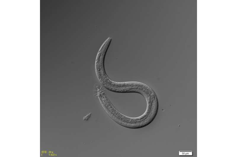Dietary restriction and life span in male and hermaphrodite worms
