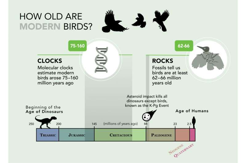Dino-killing asteroid's impact on bird evolution