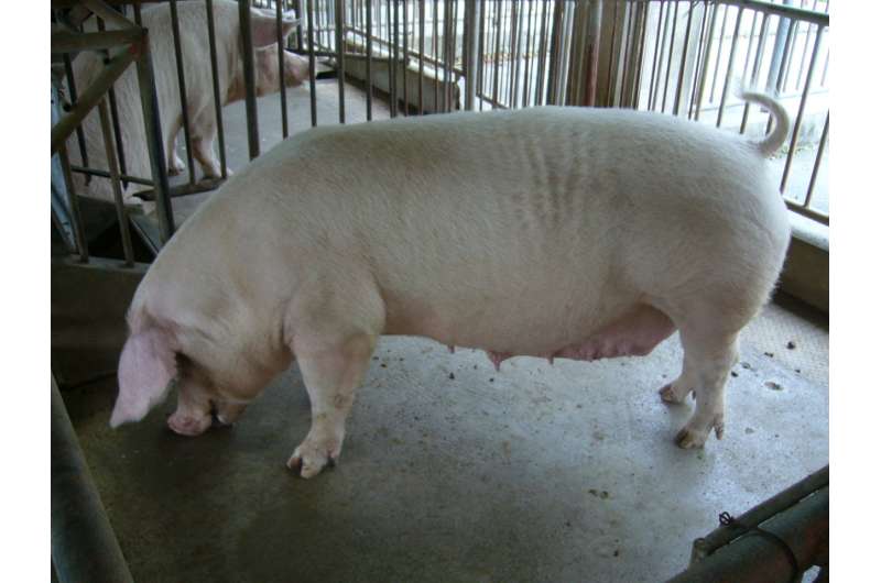 Down and dirty: Cleaning Okinawan pig farm wastewater with microbial fuel cells