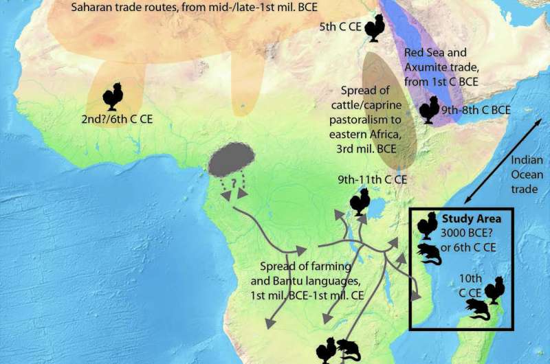 Early Indian Ocean trade routes bring chicken, black rat to eastern Africa