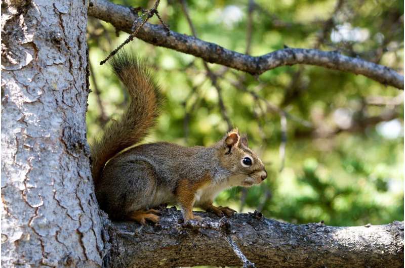 Early squirrel gets the real estate, U of G study finds