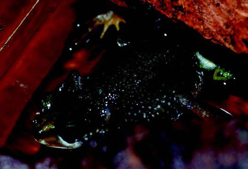 Exceptional reproductive biology in extremely restricted critically endangered Nimba toad