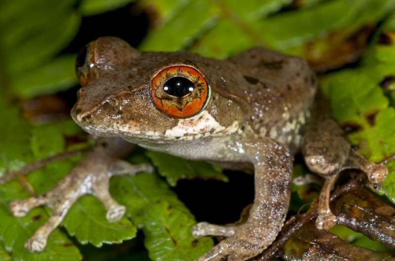 Extinction event that wiped out dinosaurs cleared way for frogs
