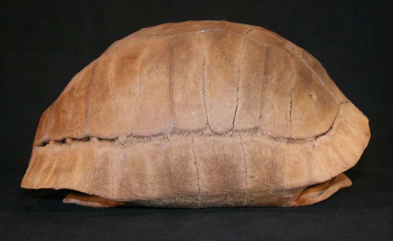 Extinct tortoise yields oldest tropical DNA