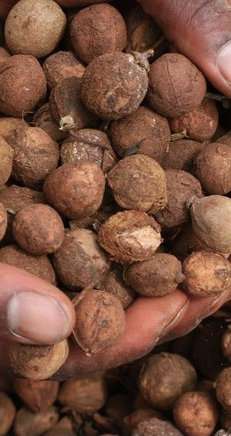 Farmers in Kenya willing, able to ramp up croton nut output for biofuel