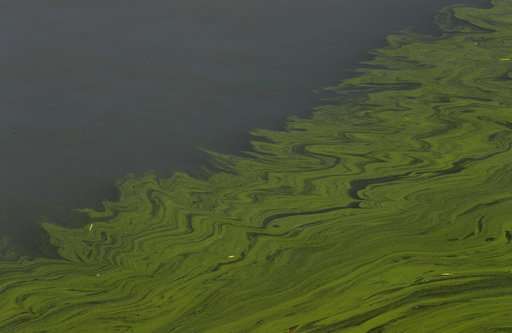 Farm runoff and the worsening algae plague