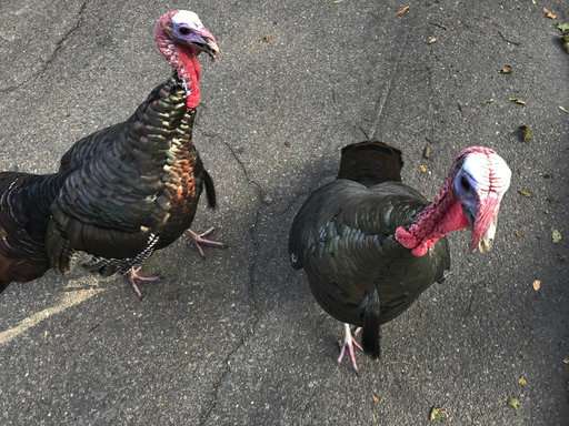 Feathered foes: Resurgent turkeys clash with human neighbors