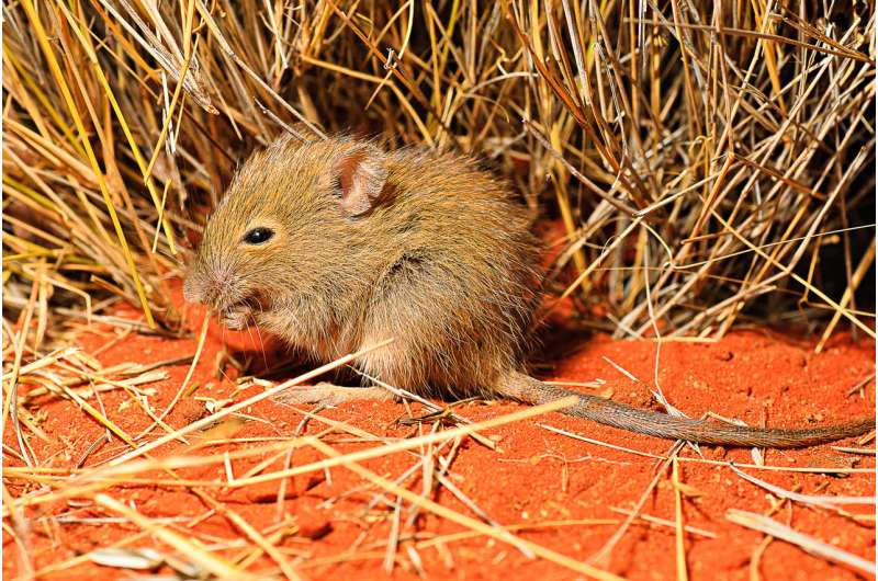 Feral animals pose major threat to Outback, climate change study finds