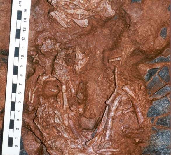 First baby of a gigantic Oviraptor-like dinosaur belongs to a new species