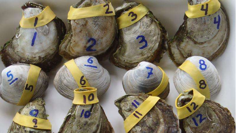 First measurement of nitrogen removal by local shellfish