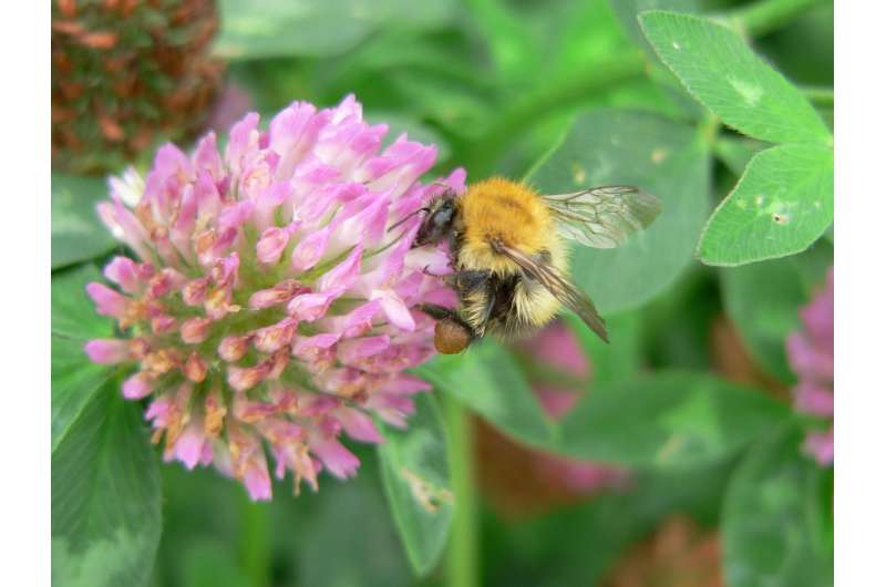 Flower-rich habitats increase survival of bumblebee families