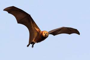 Flying foxes have been on the decline for decades, and there’s no hope in sight