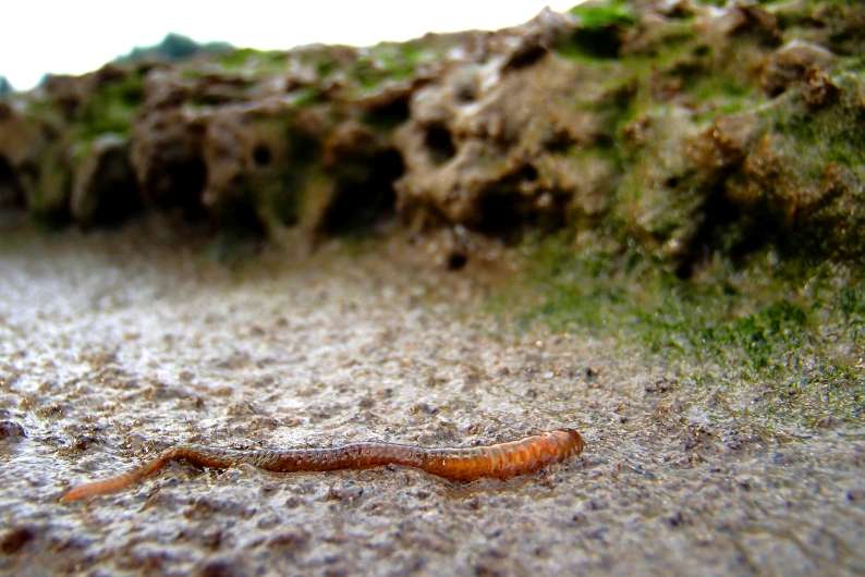 Gardening worms and climate change undermine natural coastal protection