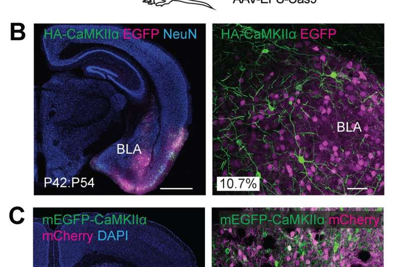 Gene editing in the brain gets a major upgrade