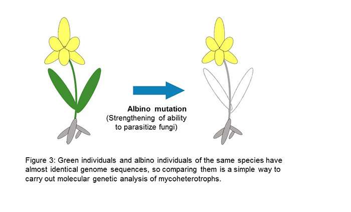 Genes in albino orchids may hold clues to parasitic mechanism used by non-photosynthetic plants