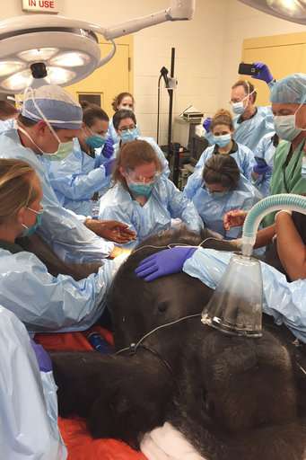 Gorilla gives birth with help from doctors who treat people