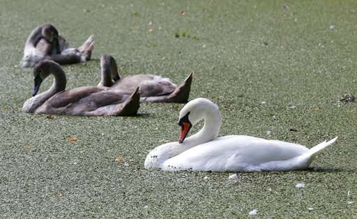 Graceful menace: States take aim at non-native swans