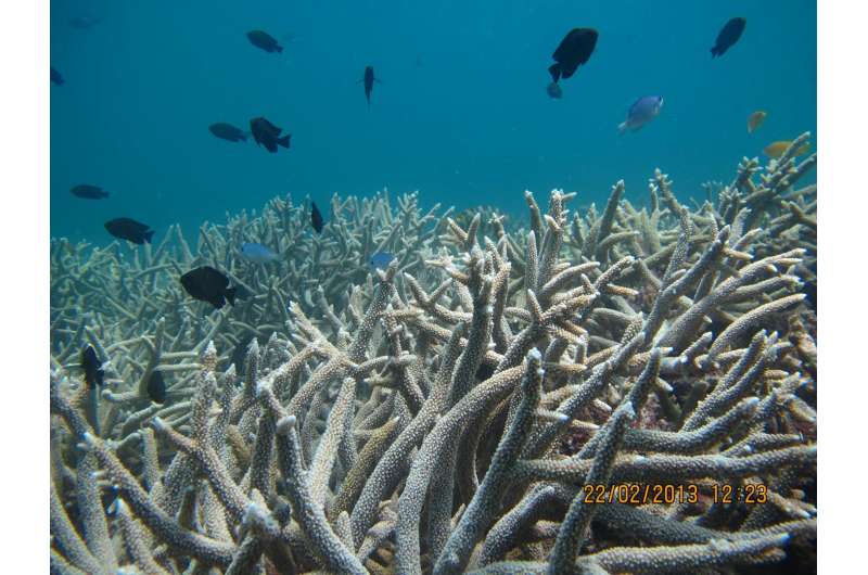 Great Barrier Reef building coral under threat from poisonous seaweed