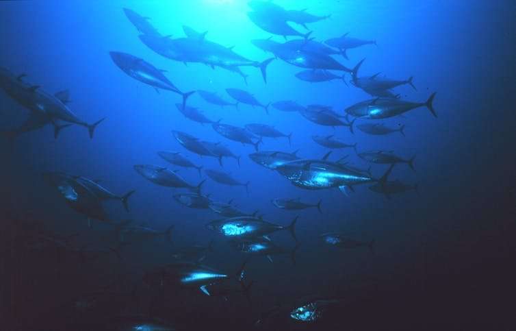 Here's why your sustainable tuna is also unsustainable