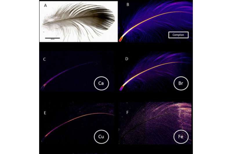 Hidden feather patterns tell the story of birds