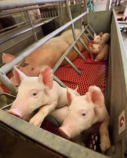 High-tech camera helps protect sows and piglets