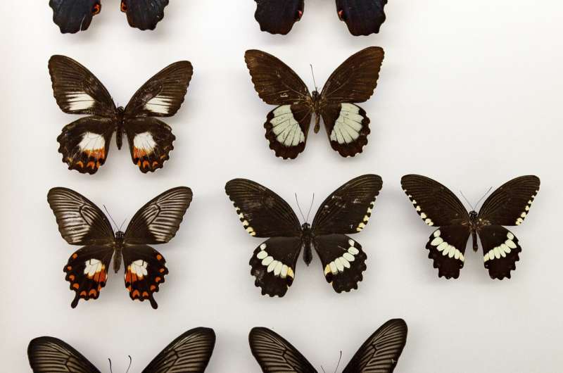 How a 'flipped' gene helped butterflies evolve mimicry