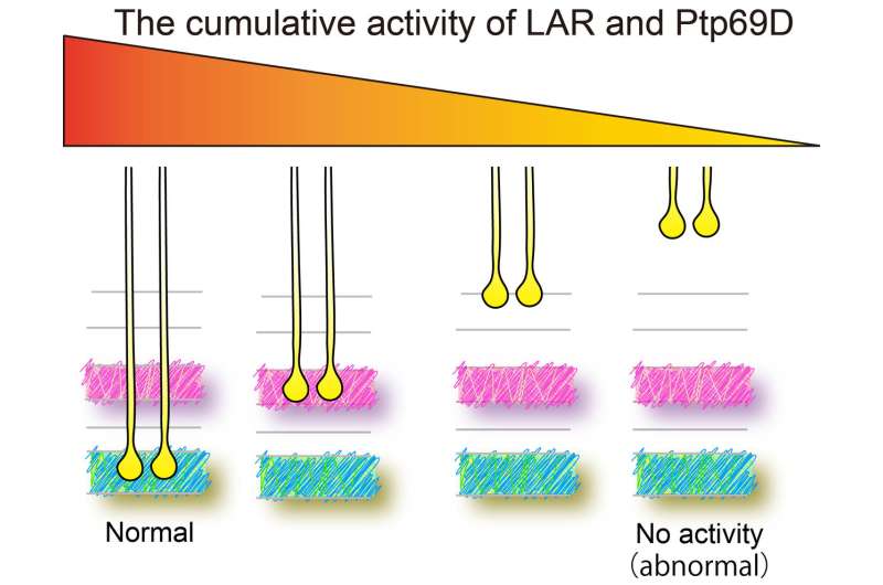 How developing visual system axons stay in the correct layer